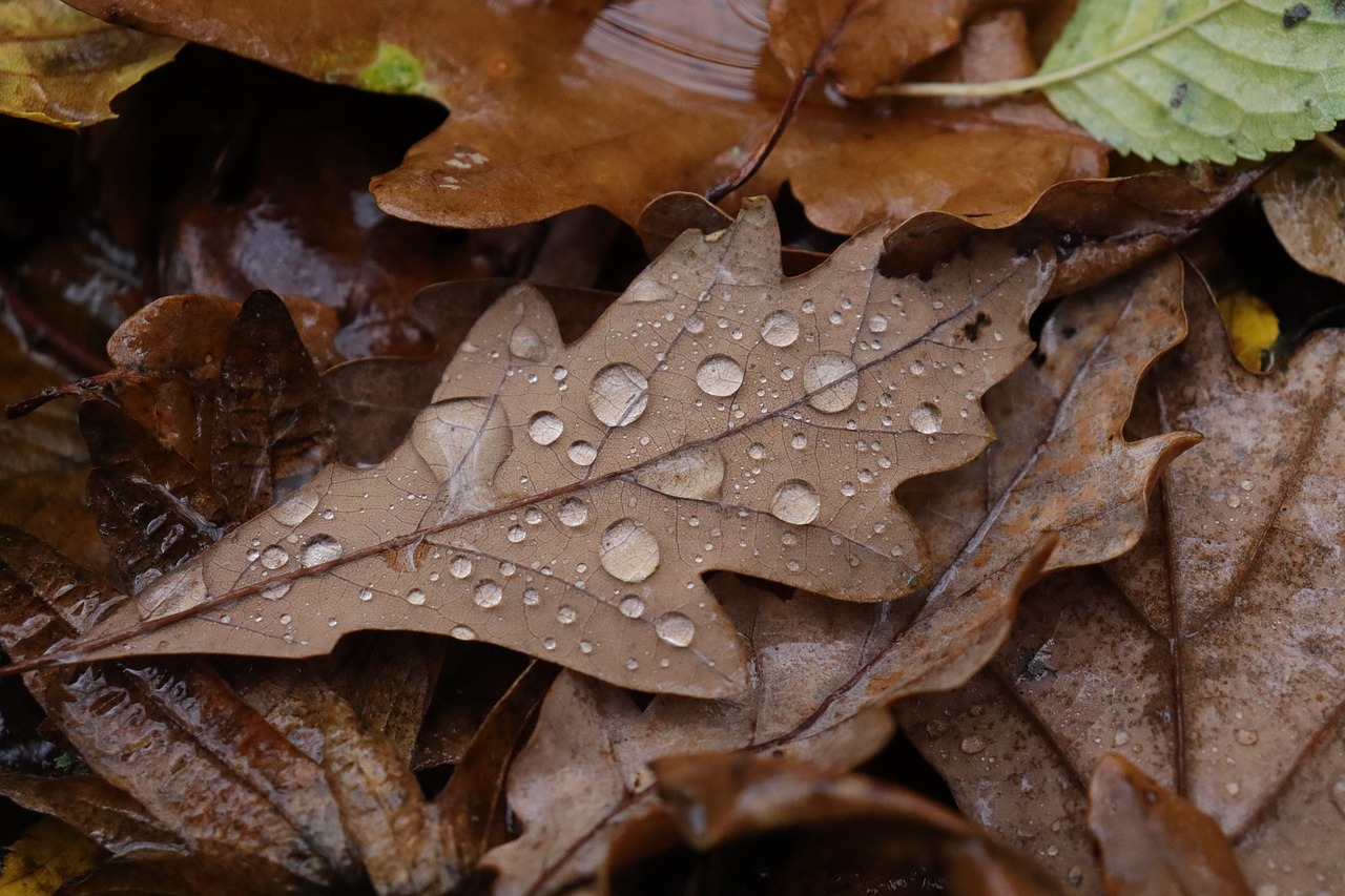 Rain in Spain
