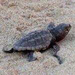 Turtles on the beach