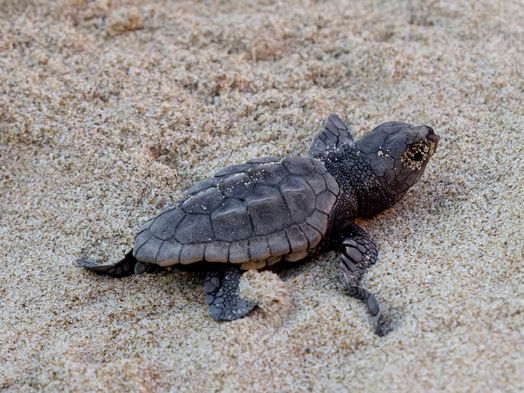 Turtles on the beach