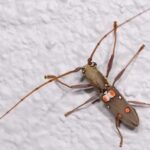 Beetle