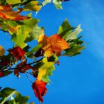 Hot autumn