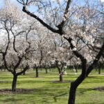 Almond Trees