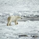 International Polar Bear Day