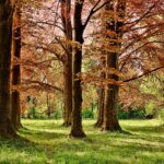 Park