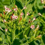 Tobacco