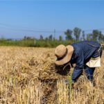 Rice planting