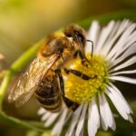 World Bee Day