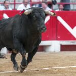 Bullfighting ban campaign