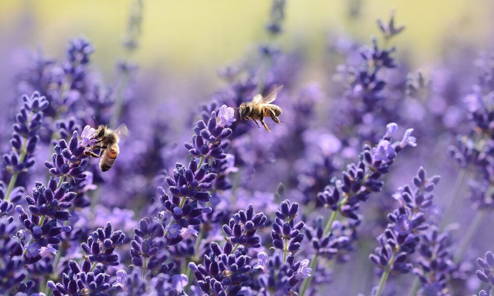 Illegal Pesticides