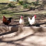 Torrevieja Birds