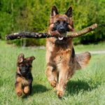 Dogs