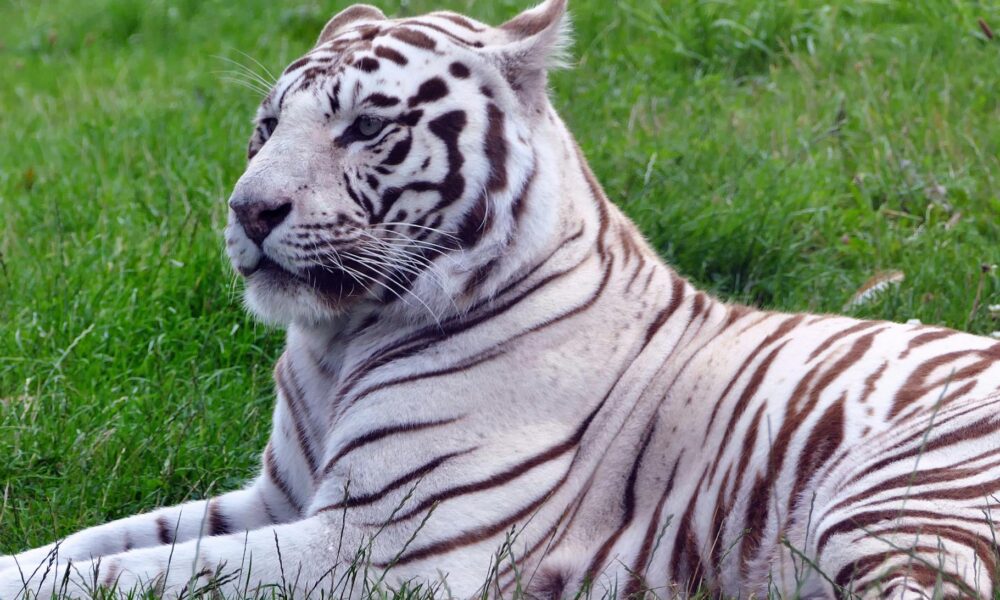 white tiger