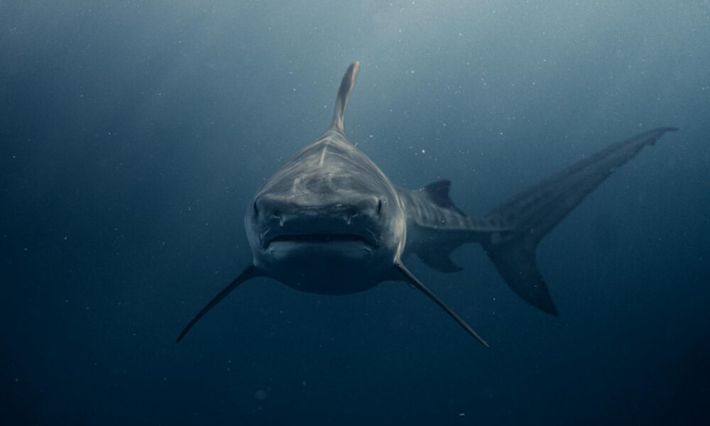 TV and Entertainment Highlights: Week Beginning 14 July 2025 close up of a shark swimming in the ocean
