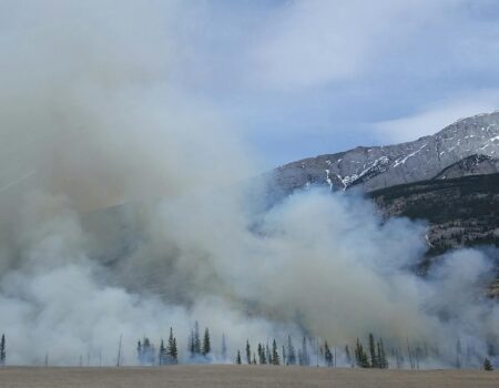 forest covered by smoke