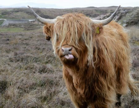 brown highland cattle on field of grass