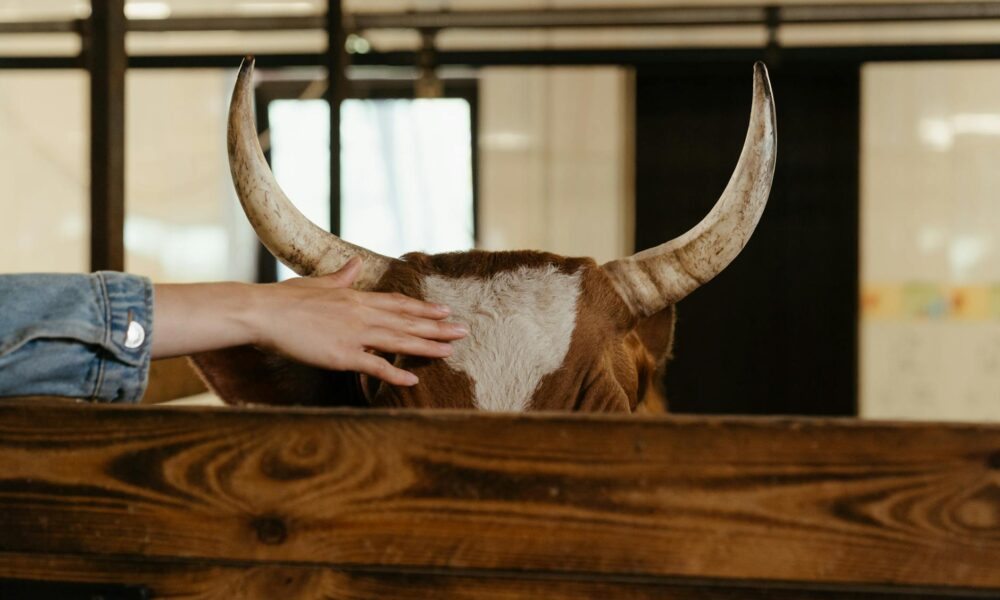brown and white cow in a cage