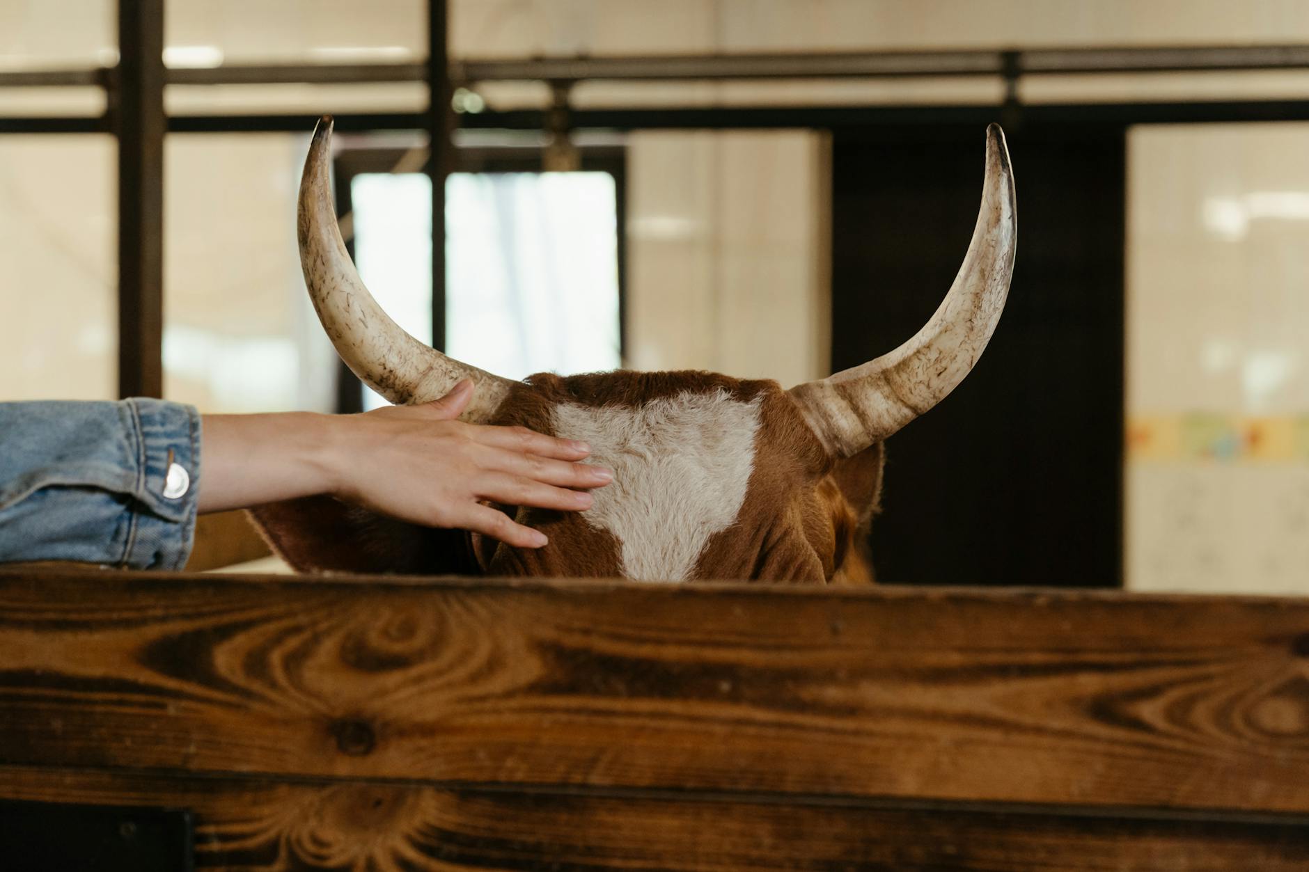 brown and white cow in a cage