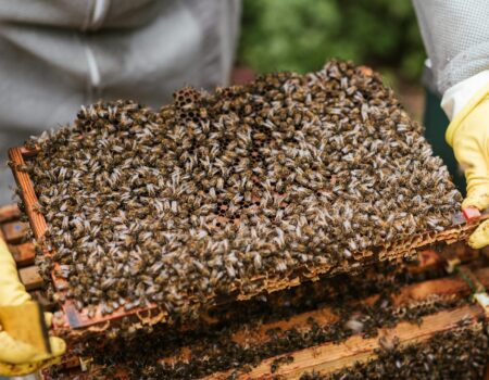 crop beekeeper showing honeycomb with bees
